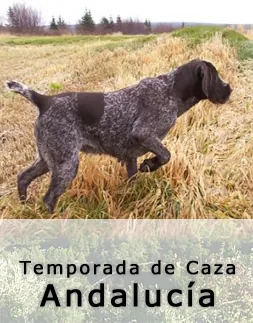Perro
